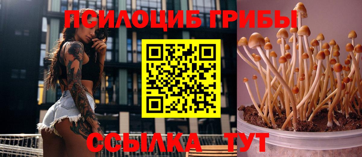 Галлюциногенные грибы Psilocybine cubensis Орск